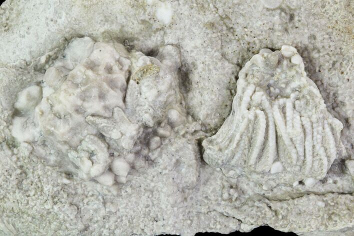 Crinoid (Rhodocrinites) Fossil on Rock - Gilmore City, Iowa #102968